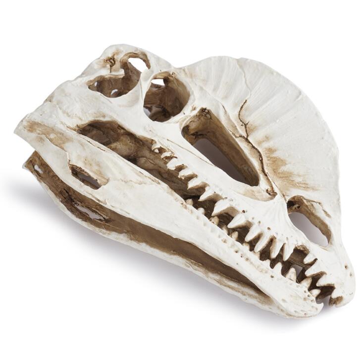 Dilophosaurus Skeleton Model R - Home Office Gear 评论和价格